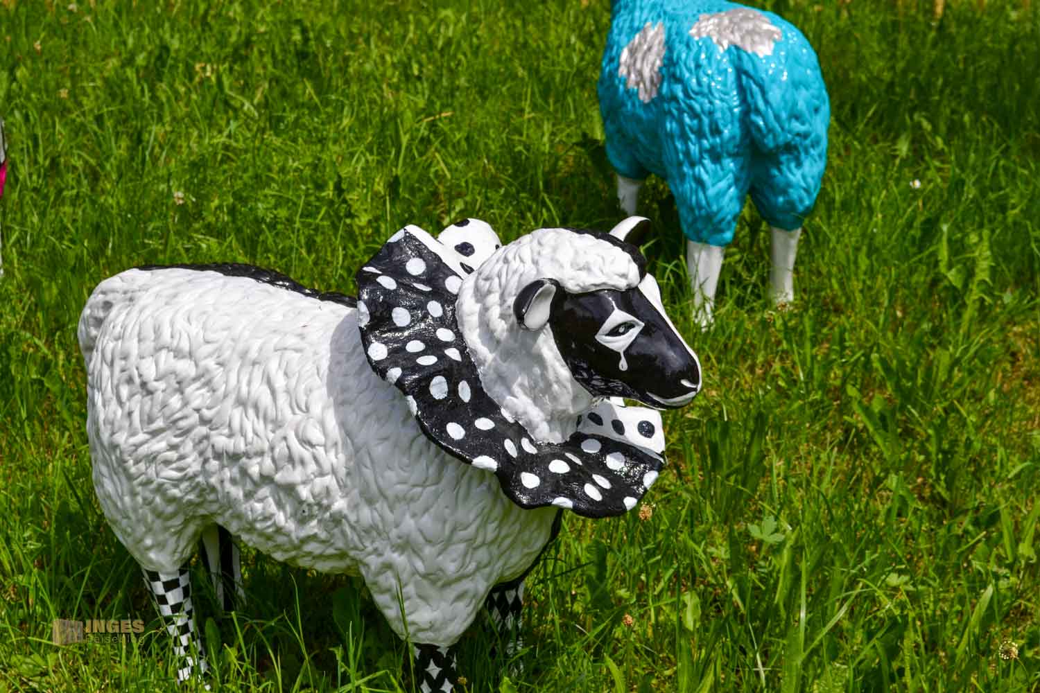bunte Schafe im Essinger Schlosspark 0075