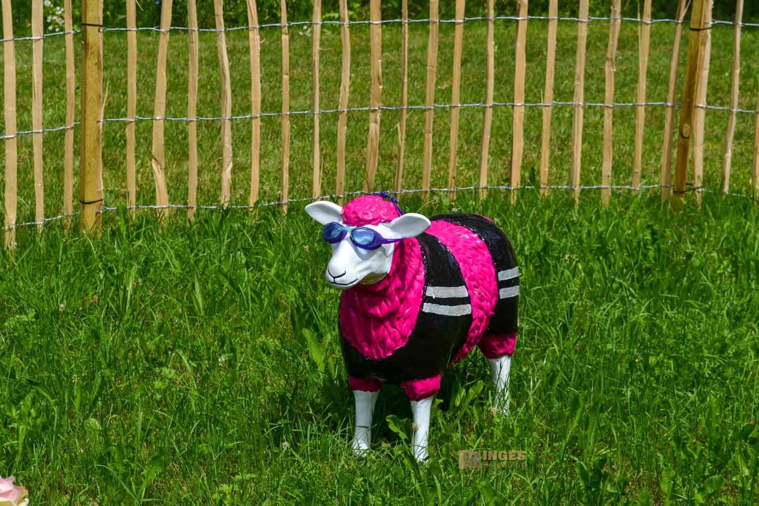 bunte Schafe im Essinger Schlosspark 0077