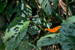 Schmetterlingshaus Insel Mainau