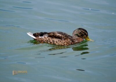 Ente auf dem Bodensee bei Lindau