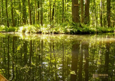 Den Spreewald per Kanu erkunden