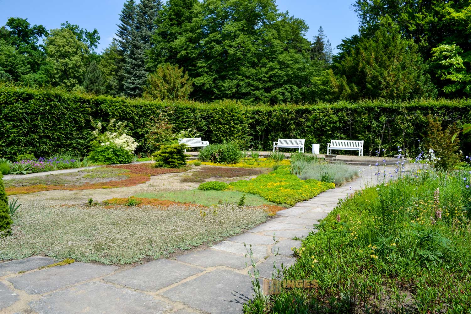 Heckengärten im Park Pillnitz