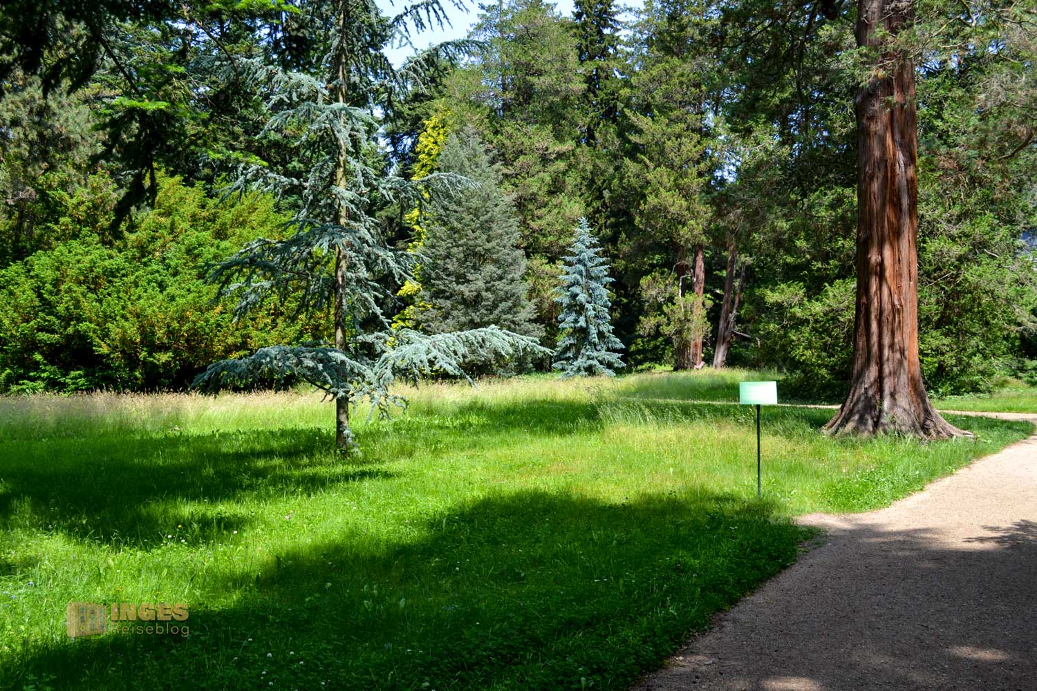 Koniferenhain Park Pillnitz