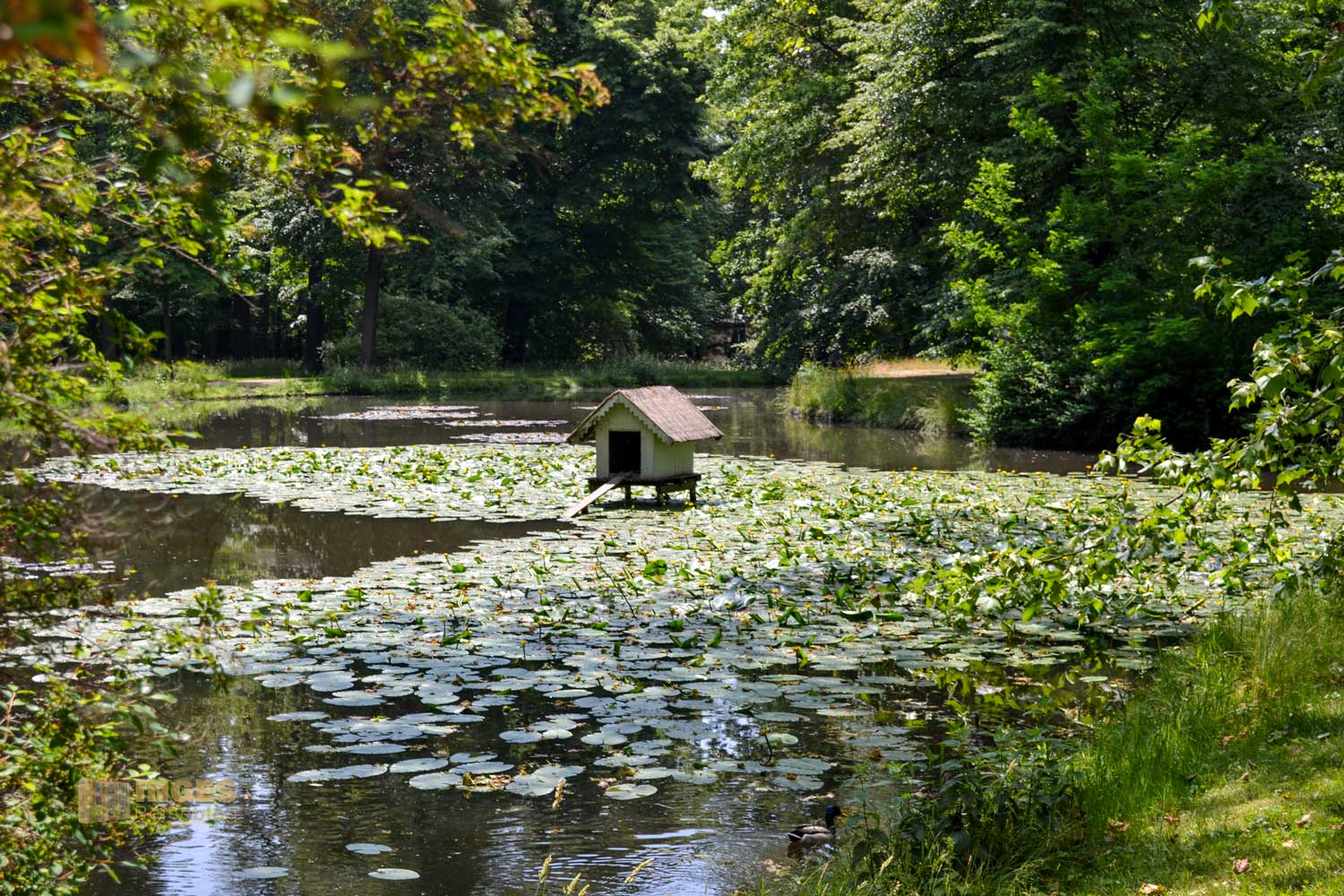Englischer Garten Park Pillnitz