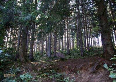 Im Wald am Herrenbachstausee