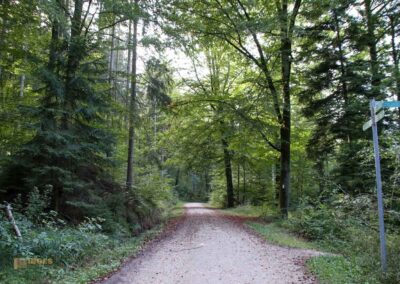 Im Wald am Herrenbachstausee