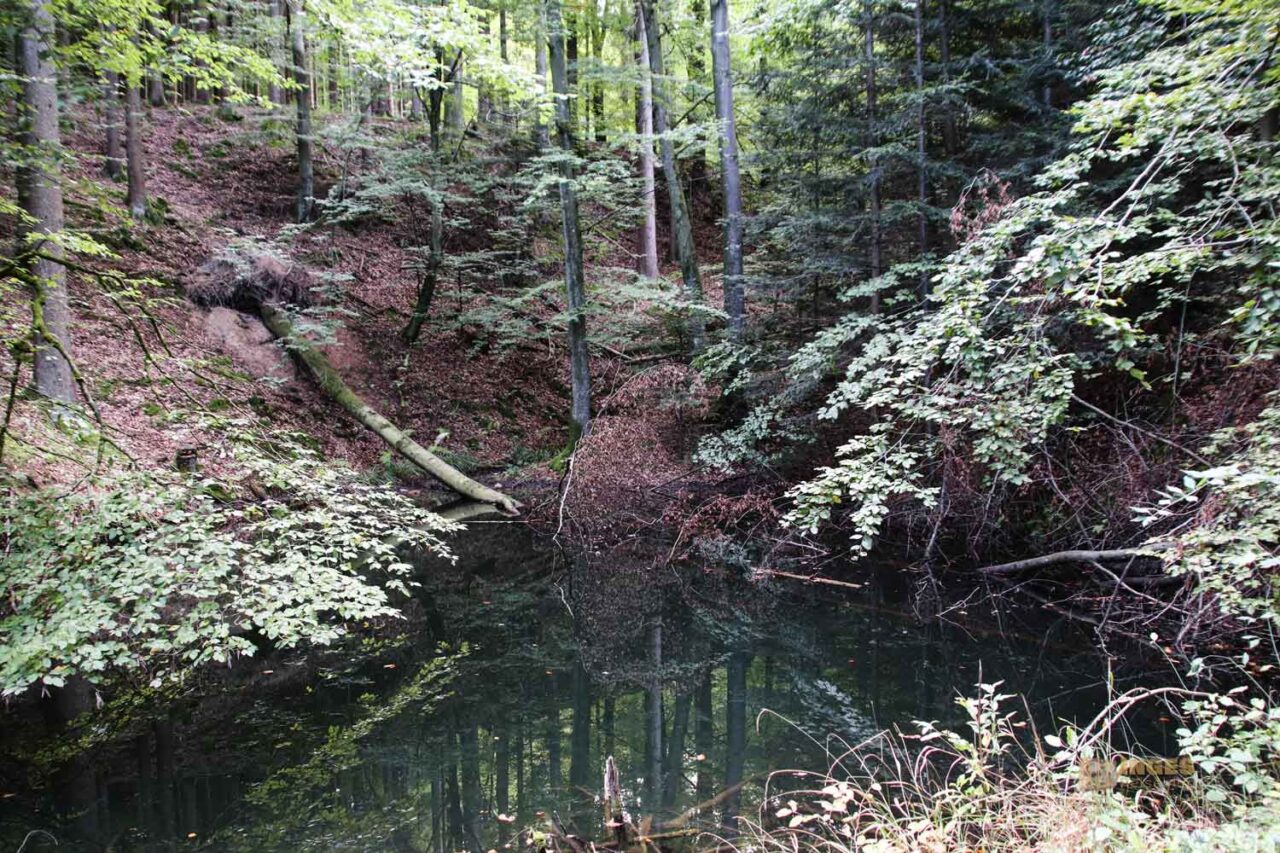 Bei den Waldgeistern am Herrenbachstausee