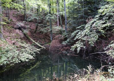 Im Wald am Herrenbachstausee