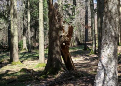 Wald bei Weiherwiesen Essingen 2291