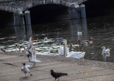 Fütterung der Wasservögel an der Binnenalster Hamburg 7994