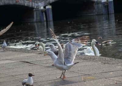 Fütterung der Wasservögel an der Binnenalster Hamburg 7996