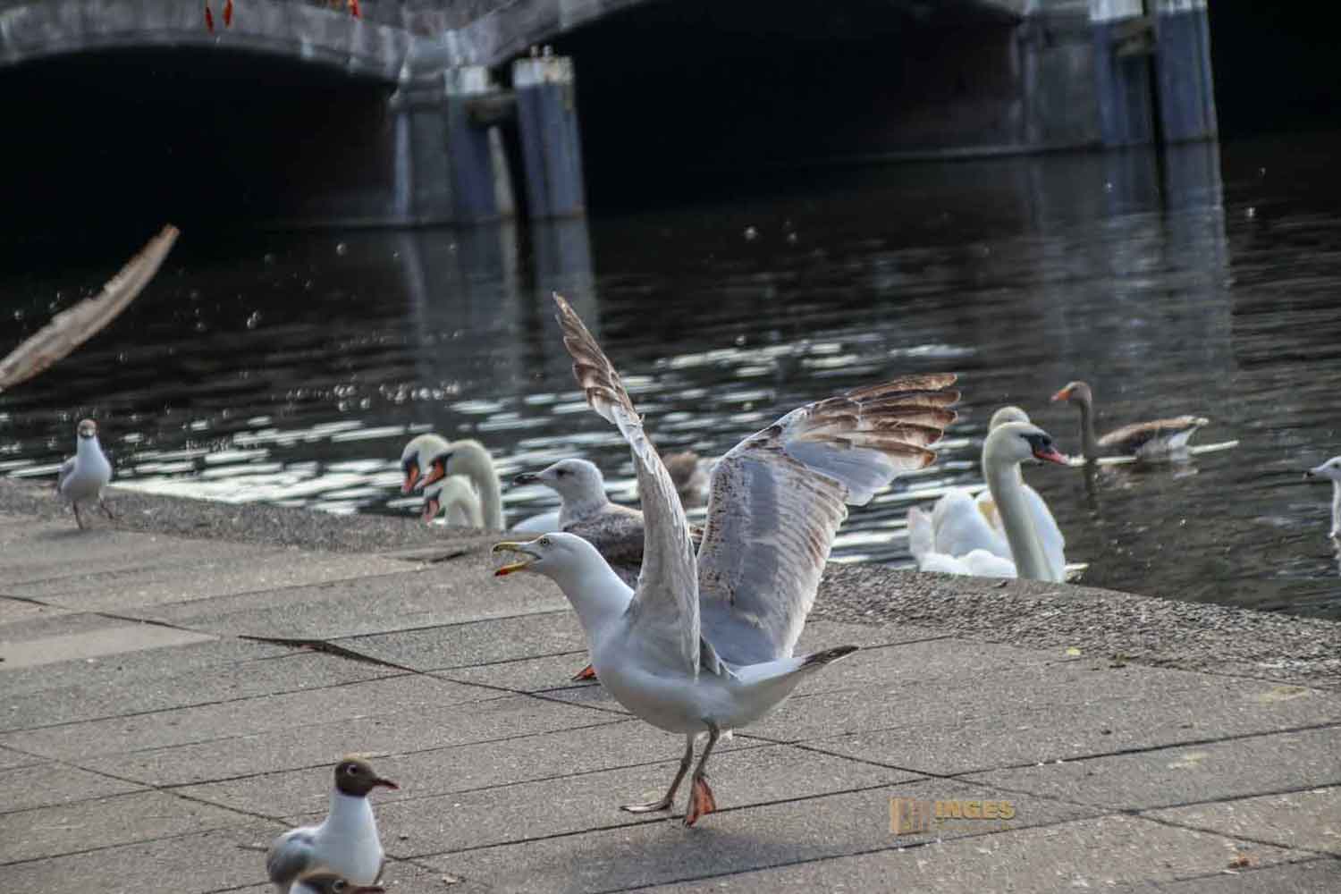 Fütterung der Wasservögel an der Binnenalster Hamburg 7996