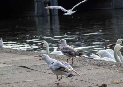 Fütterung der Wasservögel an der Binnenalster Hamburg 7997