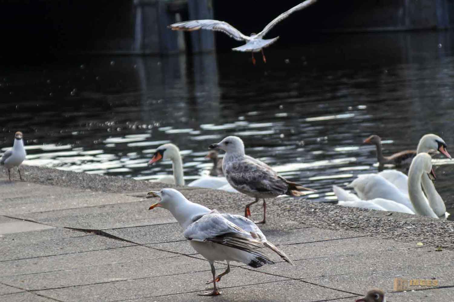 Fütterung der Wasservögel an der Binnenalster Hamburg 7997