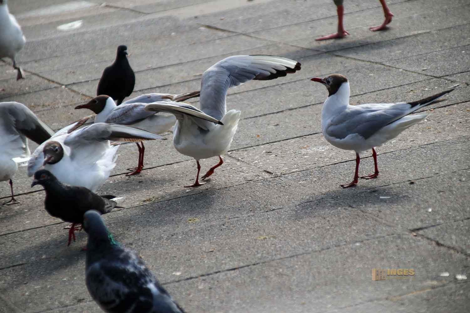 Fütterung der Wasservögel an der Binnenalster Hamburg 8021