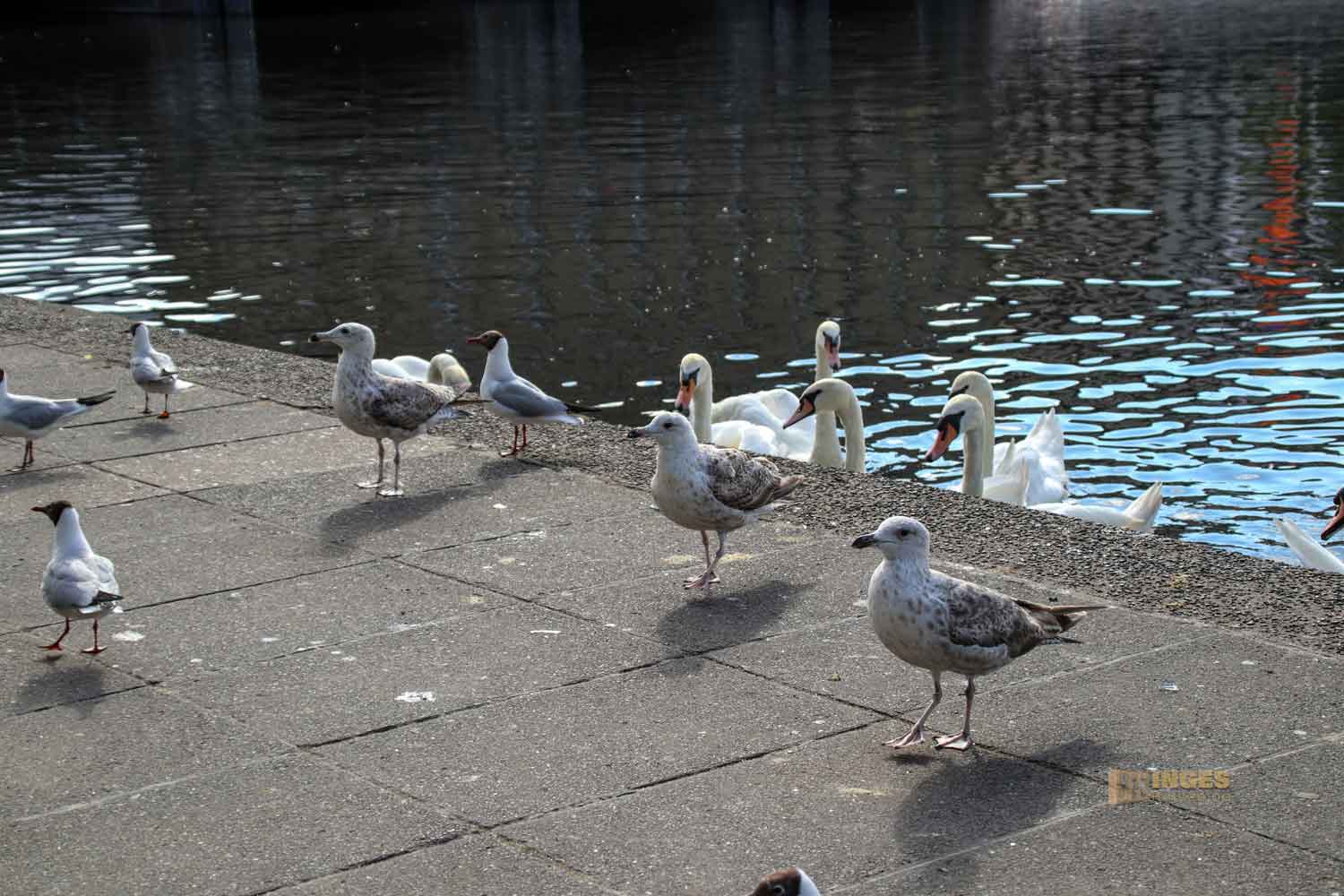 Fütterung der Wasservögel an der Binnenalster Hamburg 8045