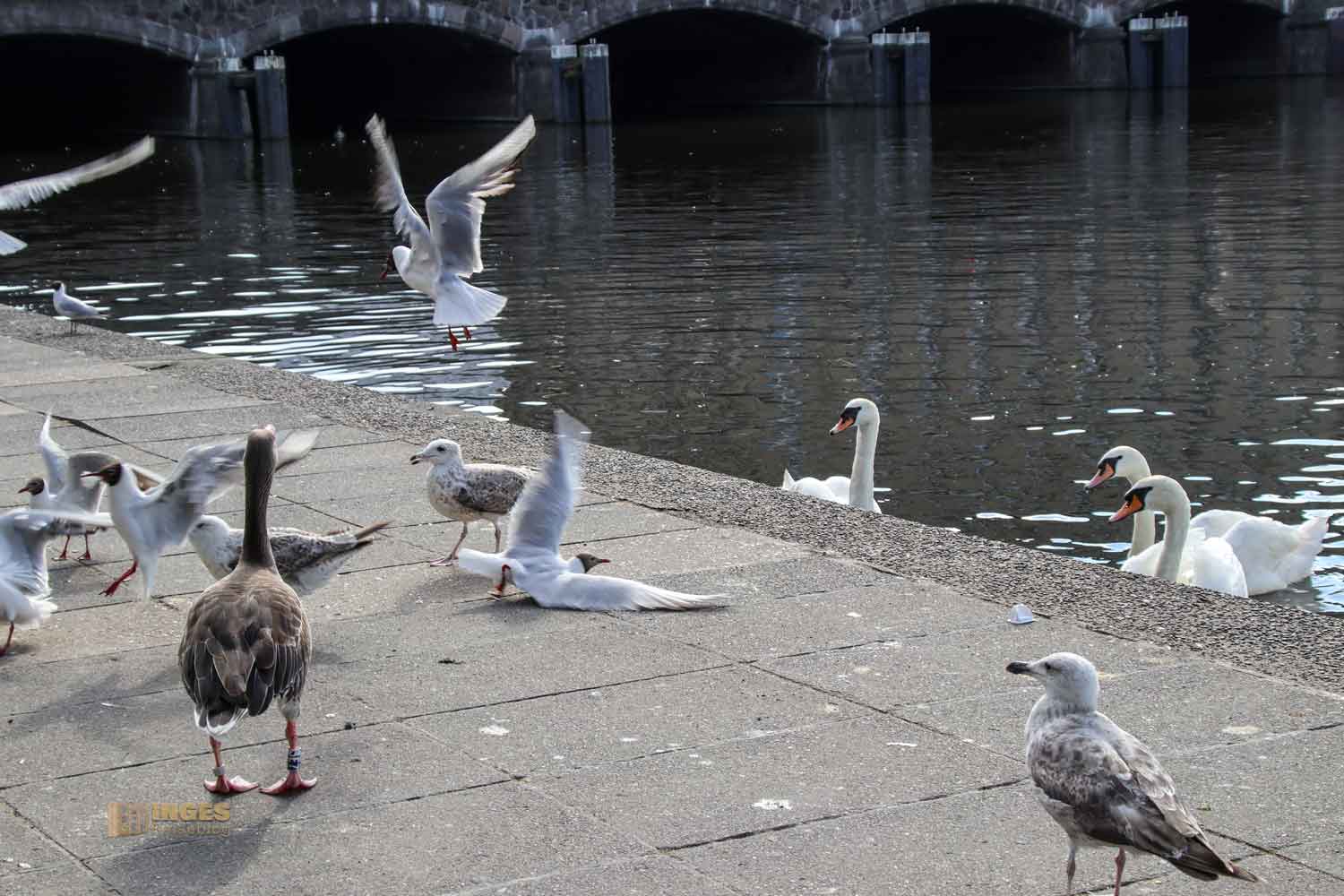 Fütterung der Wasservögel an der Binnenalster Hamburg 8049