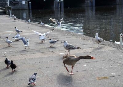 Fütterung der Wasservögel an der Binnenalster Hamburg 8051