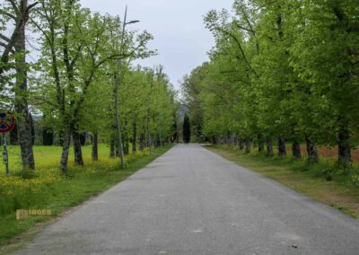 allee zur abteikirche san galgano toskana_5716