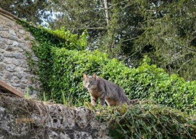 katze der einsiedelei san leonardo al lago_6696