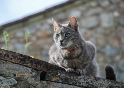 katze der einsiedelei san leonardo al lago_6715