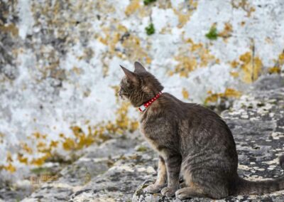 katze der einsiedelei san leonardo al lago_A0544