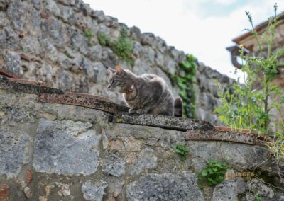 katze der einsiedelei san leonardo al lago_A0546