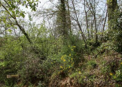 naturweg zur einsiedelei montesiepi_6078