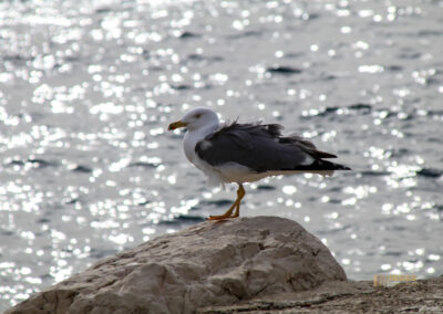 cala de l'advocat costa blanca_2050