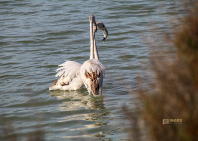 flamingos am salinensee in calpe_0923