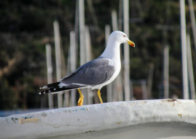 hafen calpe_0868
