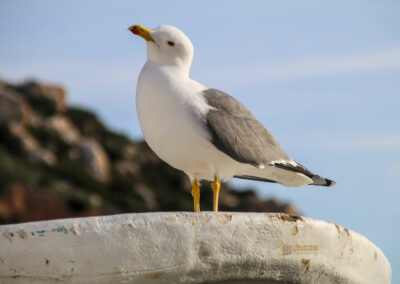 hafen calpe_0893