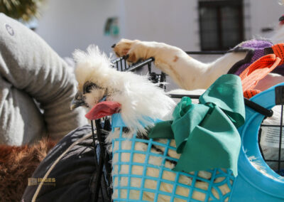 tiersegnung in altea_1028