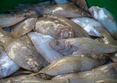 fisch direkt vom schiff lonja in calpe_5796