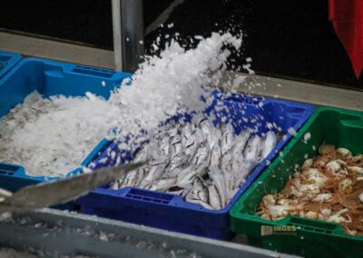 fischauktion lonja calpe_5840