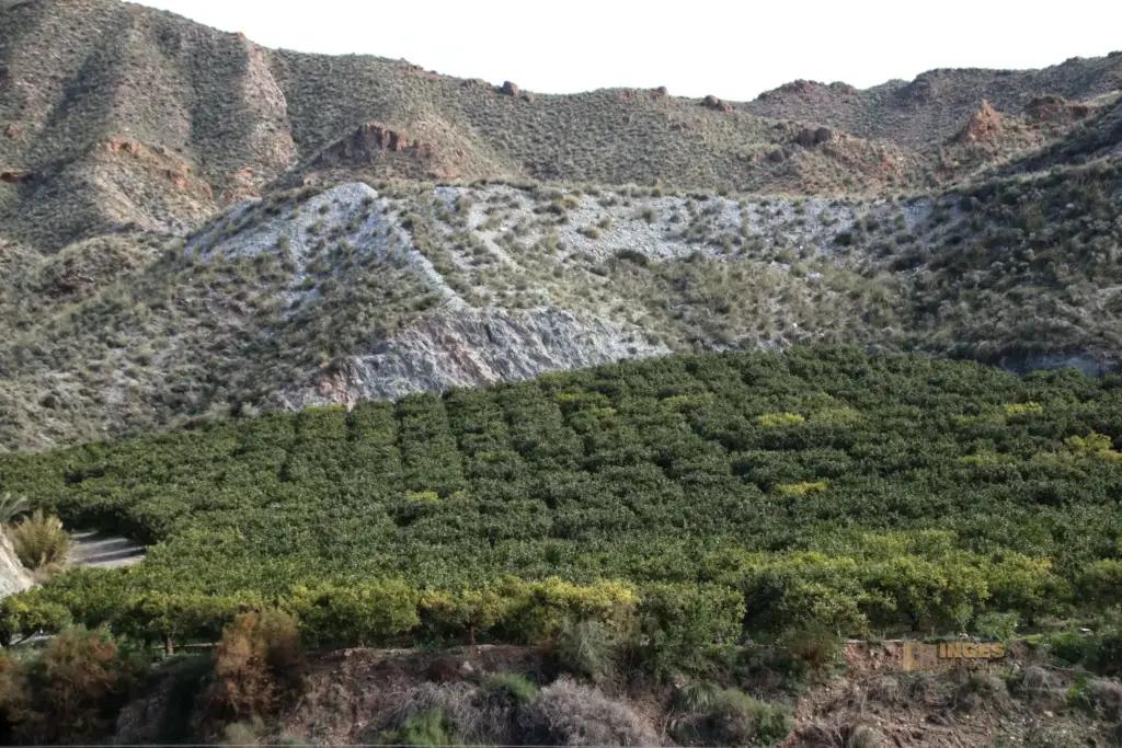 zitronenplantage bei cuevas del amanzora 2459