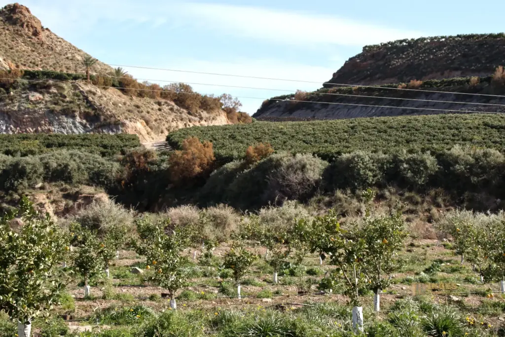 zitronenplantage bei cuevas del amanzora 2652