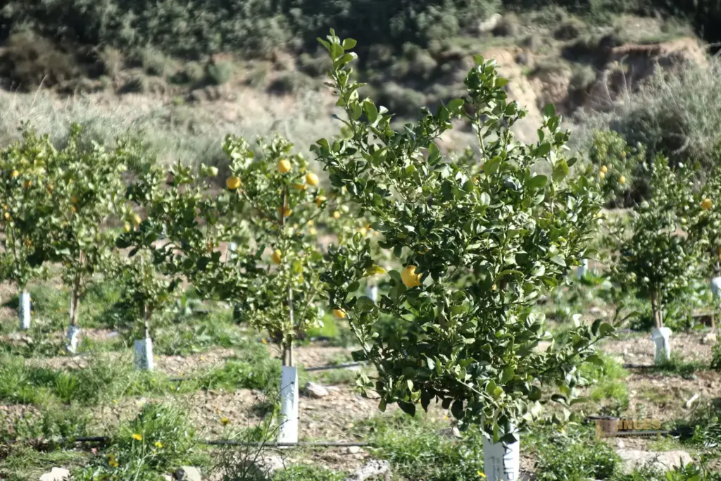zitronenplantage bei cuevas del amanzora 2654