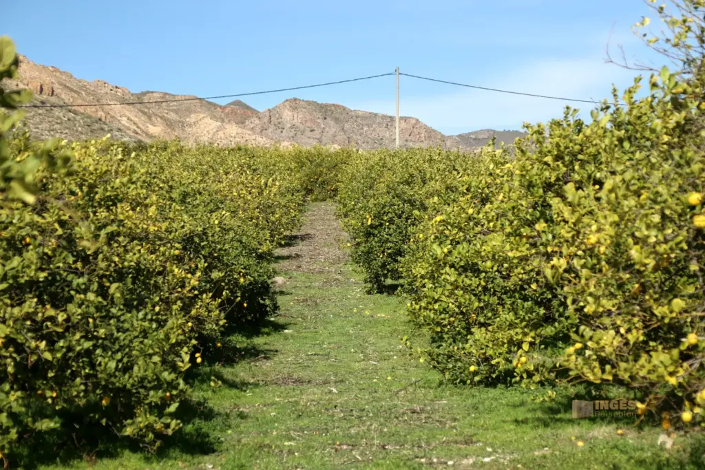 zitronenplantage bei cuevas del amanzora 2658