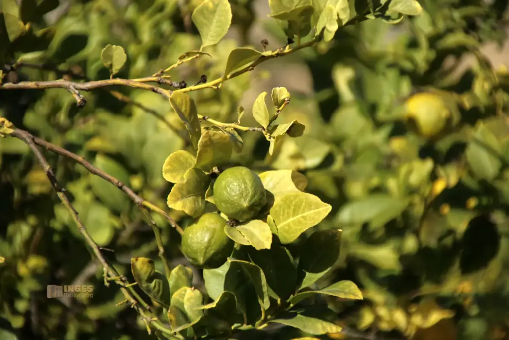 zitronenplantage bei cuevas del amanzora 2661