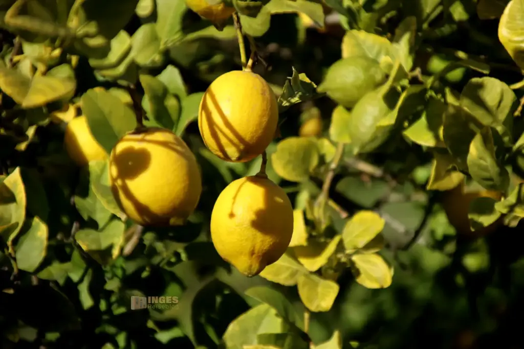 zitronenplantage bei cuevas del amanzora 2662