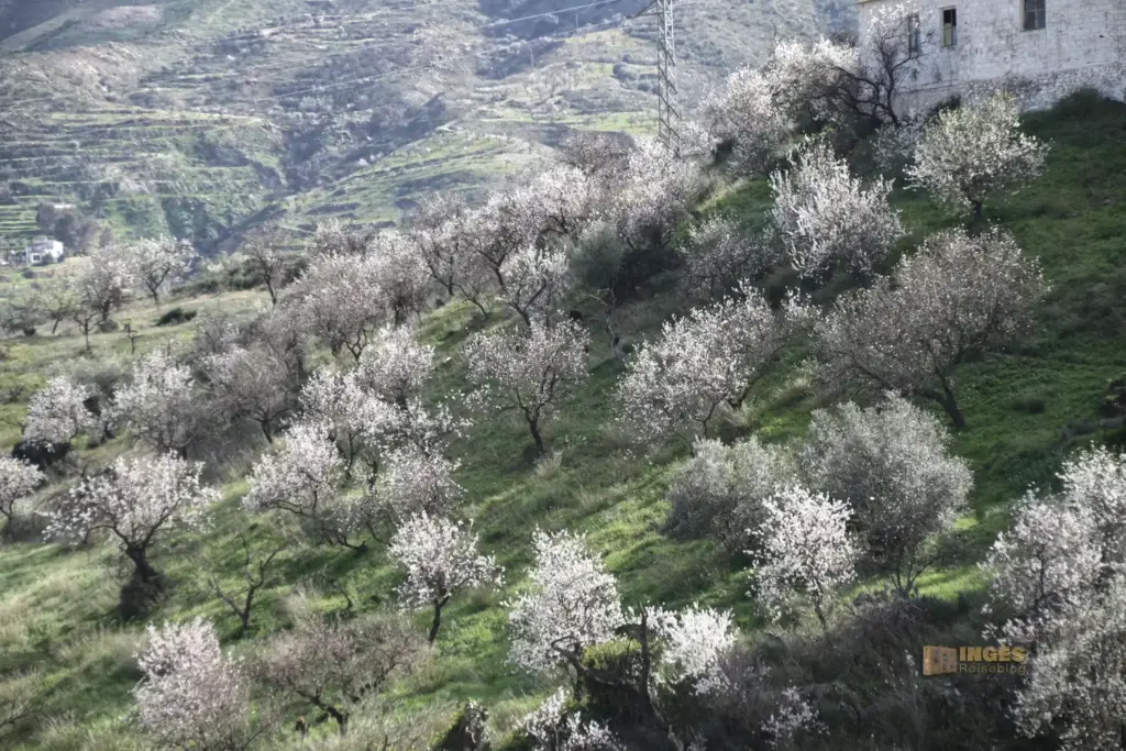 Lubrín in Andalusien 29 bluehende mandelbaeume bei lubrin 4331