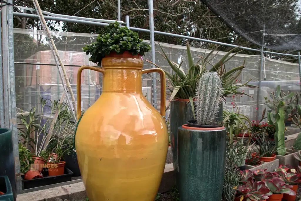 cactus nijar botanischer garten 4880
