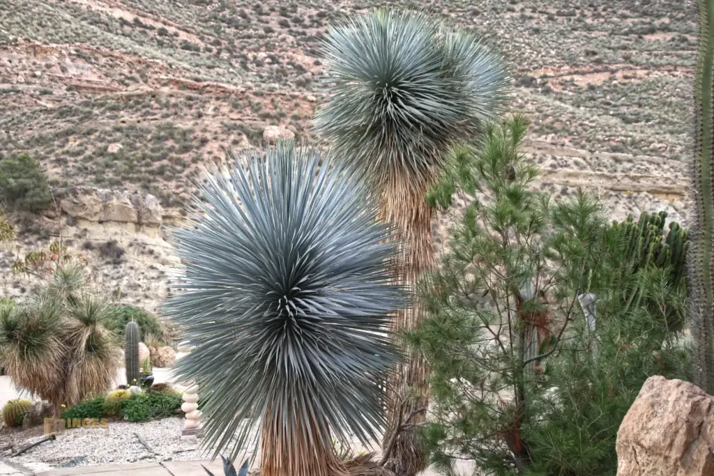 cactus nijar botanischer garten 4896