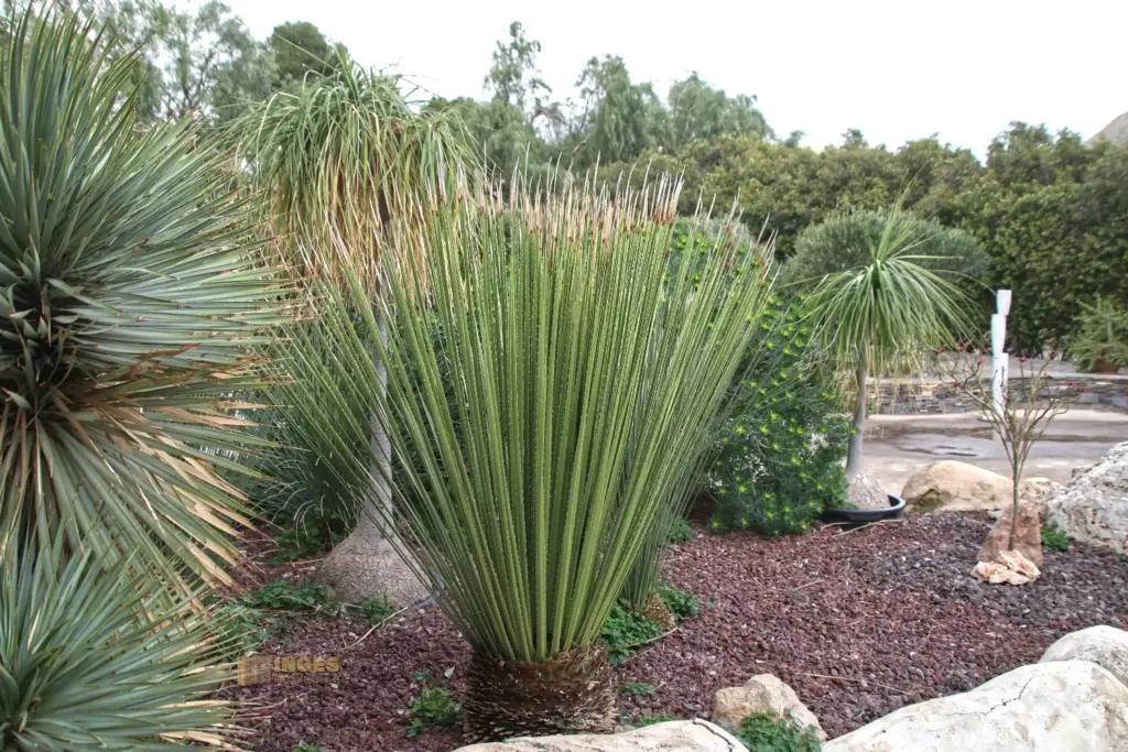cactus nijar botanischer garten 4901