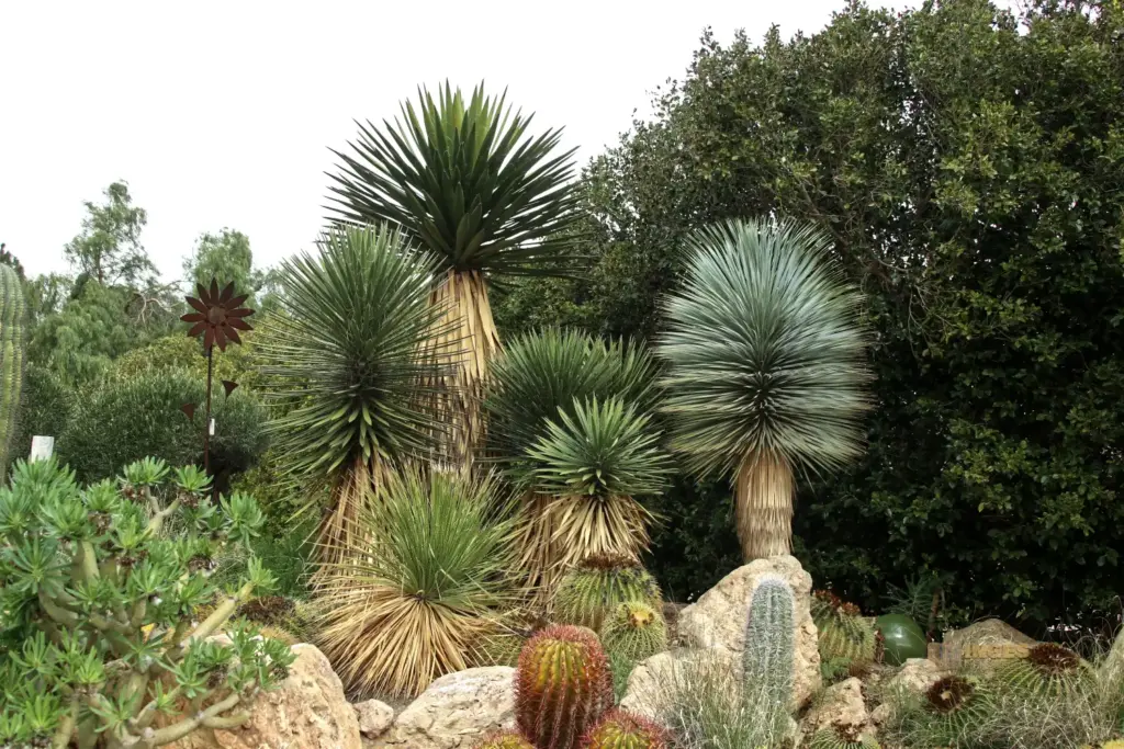 cactus nijar botanischer garten 4915