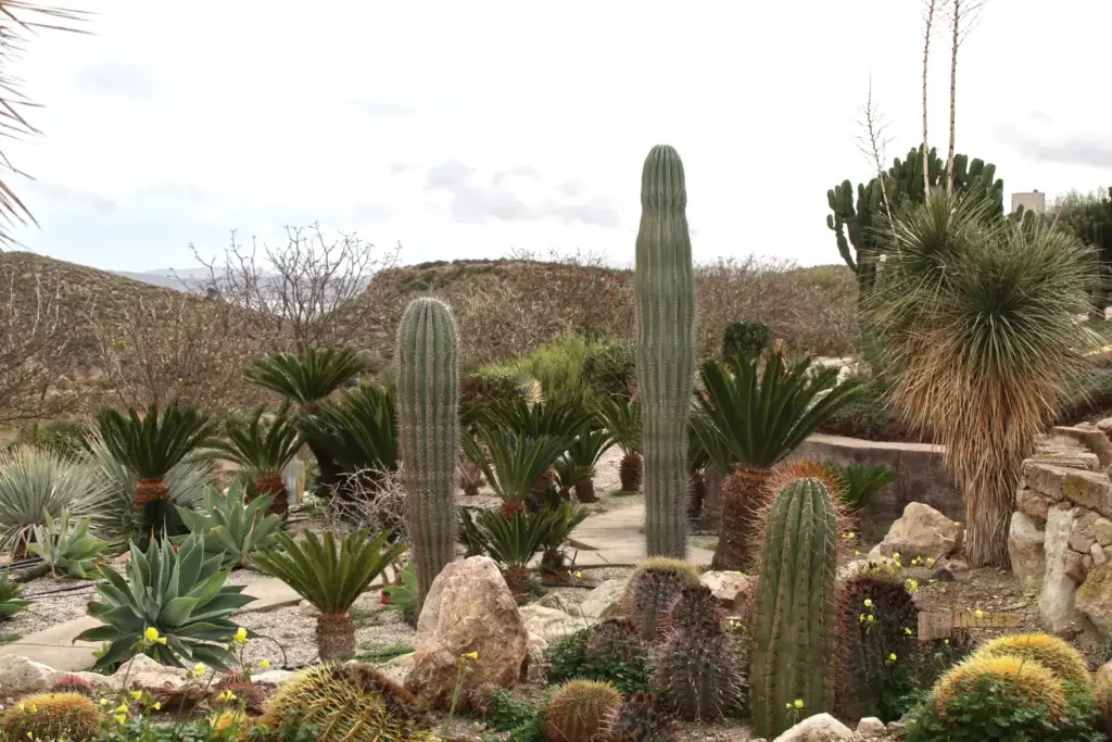cactus nijar botanischer garten 4919