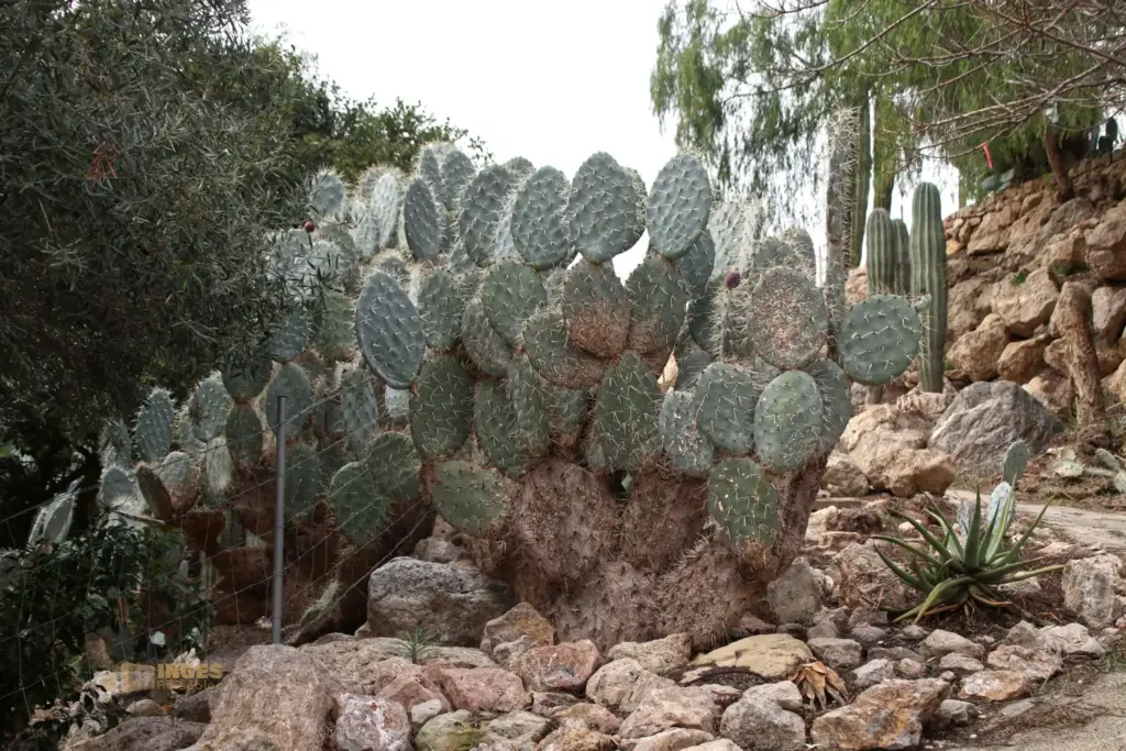 cactus nijar botanischer garten 4991