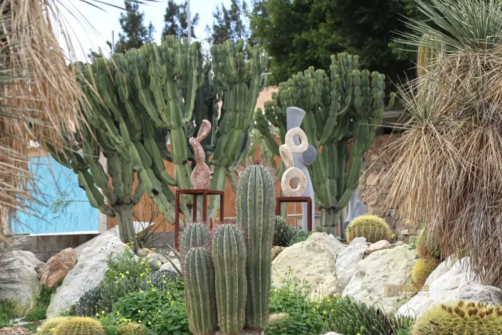 cactus nijar botanischer garten 5006