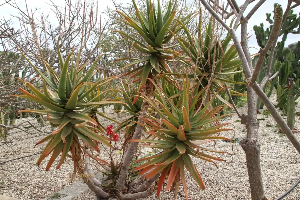 cactus nijar botanischer garten 5062